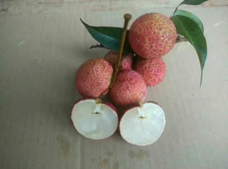 荔枝苗30~50cm