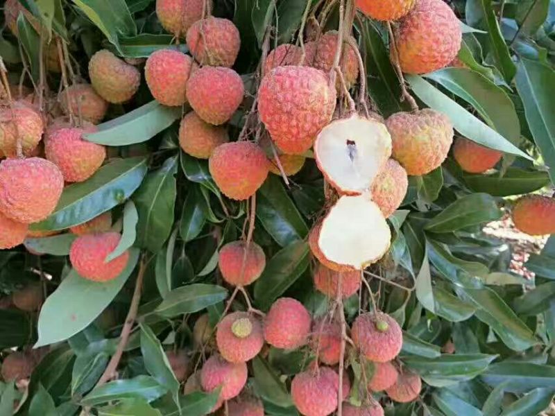 荔枝苗30~50cm