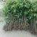 荔枝苗30~50cm