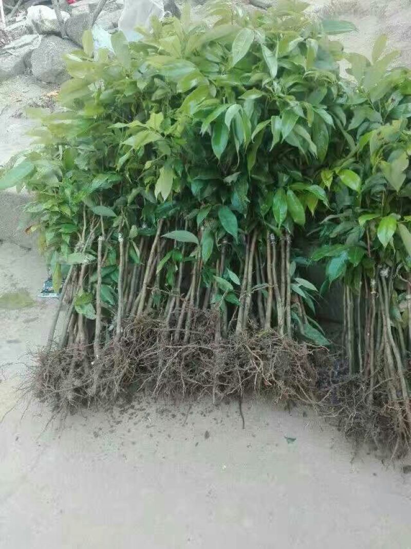 荔枝苗30~50cm