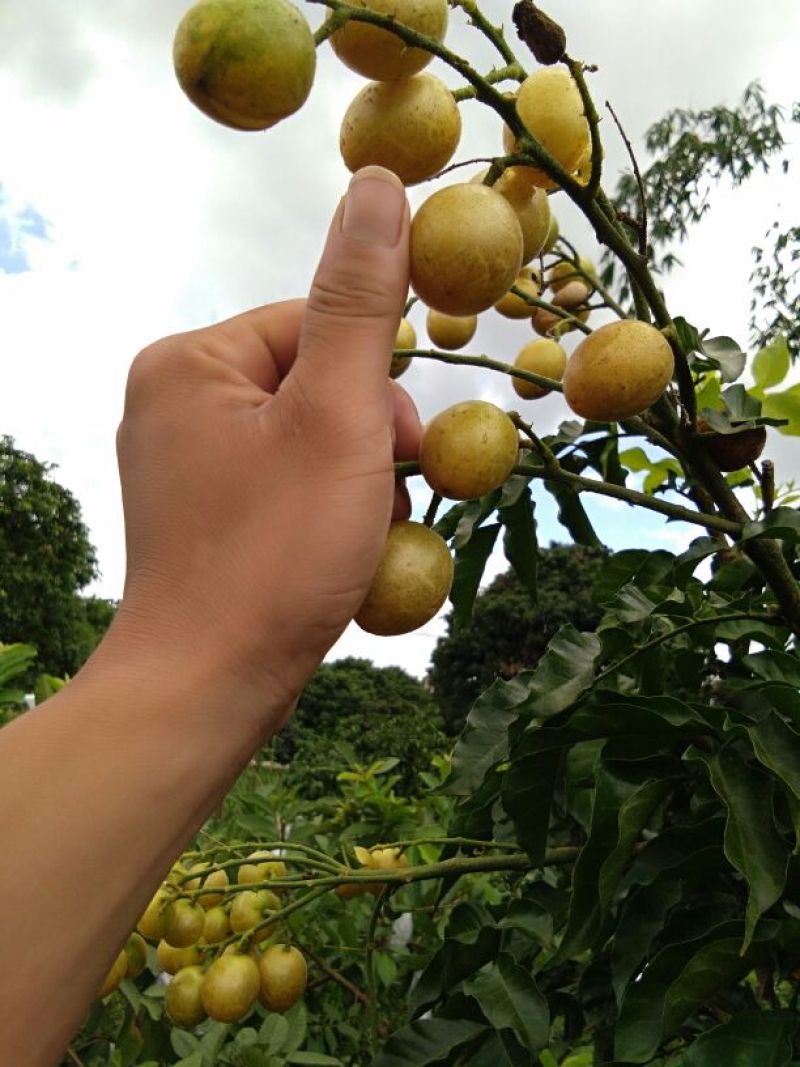 黄皮果苗30~50cmcm