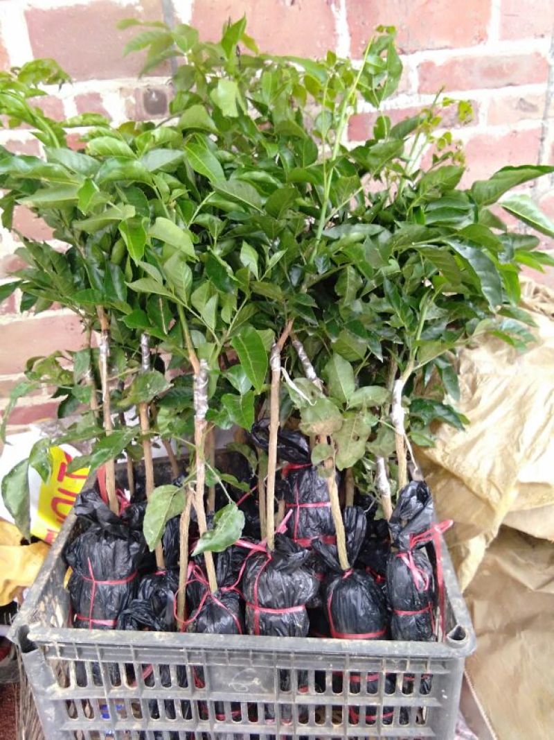 黄皮果苗30~50cmcm