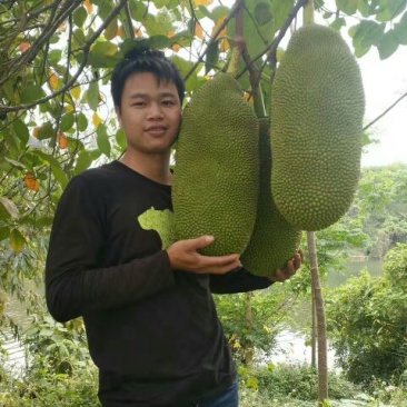 菠萝蜜苗稿接树