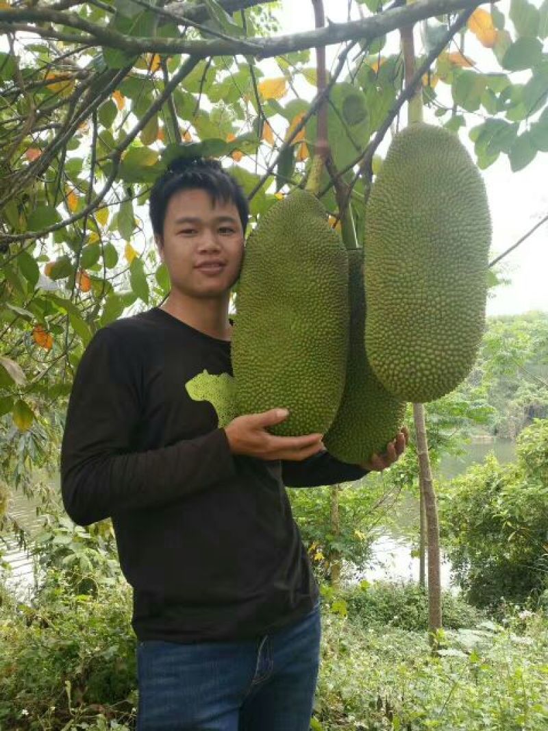 菠萝蜜苗稿接树