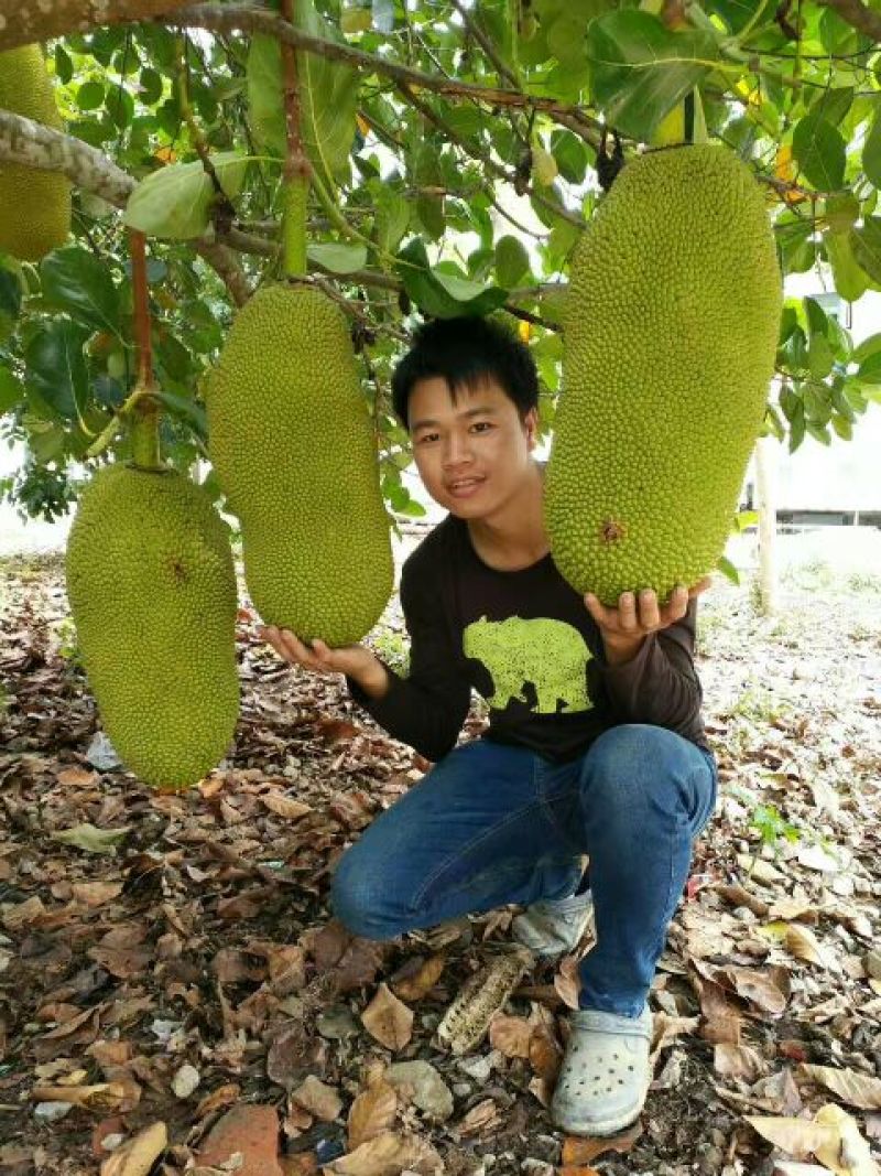 菠萝蜜苗稿接树