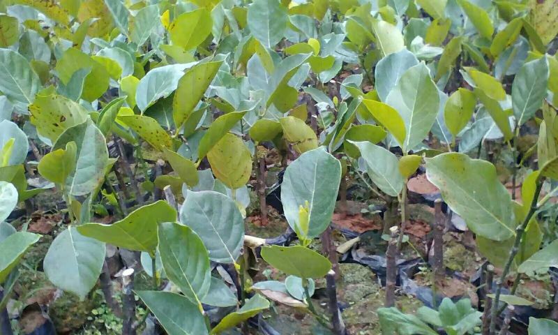 菠萝蜜苗稿接树