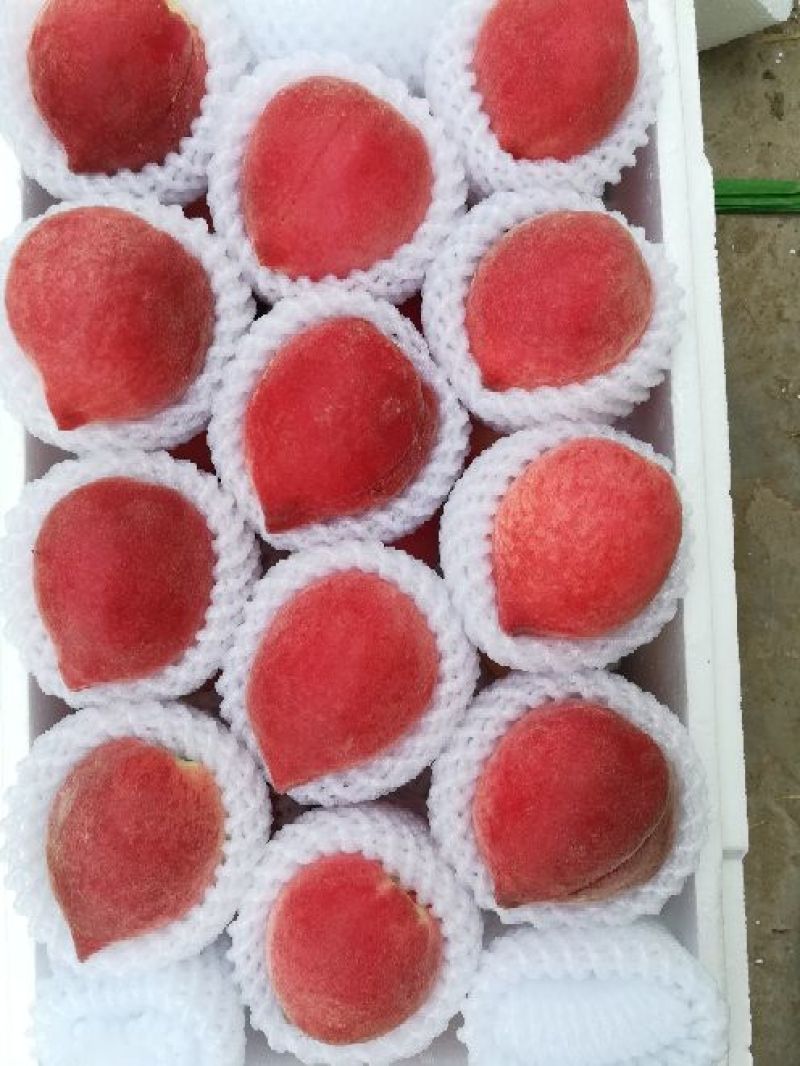 春雪桃春雪毛桃