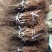 红阳猕猴桃苗嫁接苗0.8~1cm50~70cm