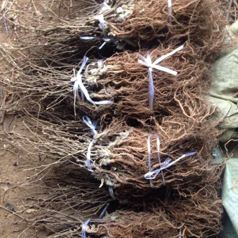 红阳猕猴桃苗嫁接苗0.8~1cm50~70cm
