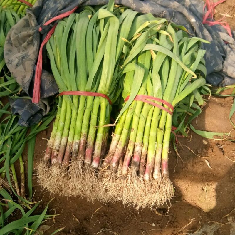 红根蒜苗50~60cm