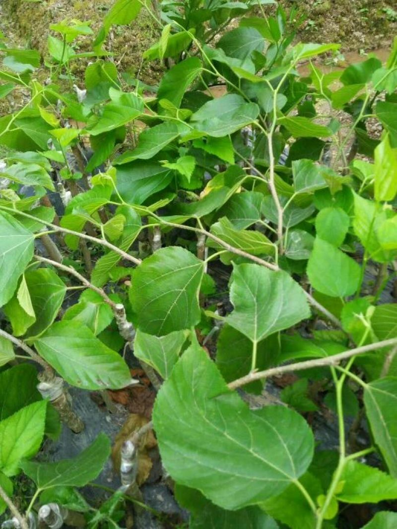 台湾四季果桑苗60~80cm