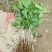 台湾四季果桑苗60~80cm