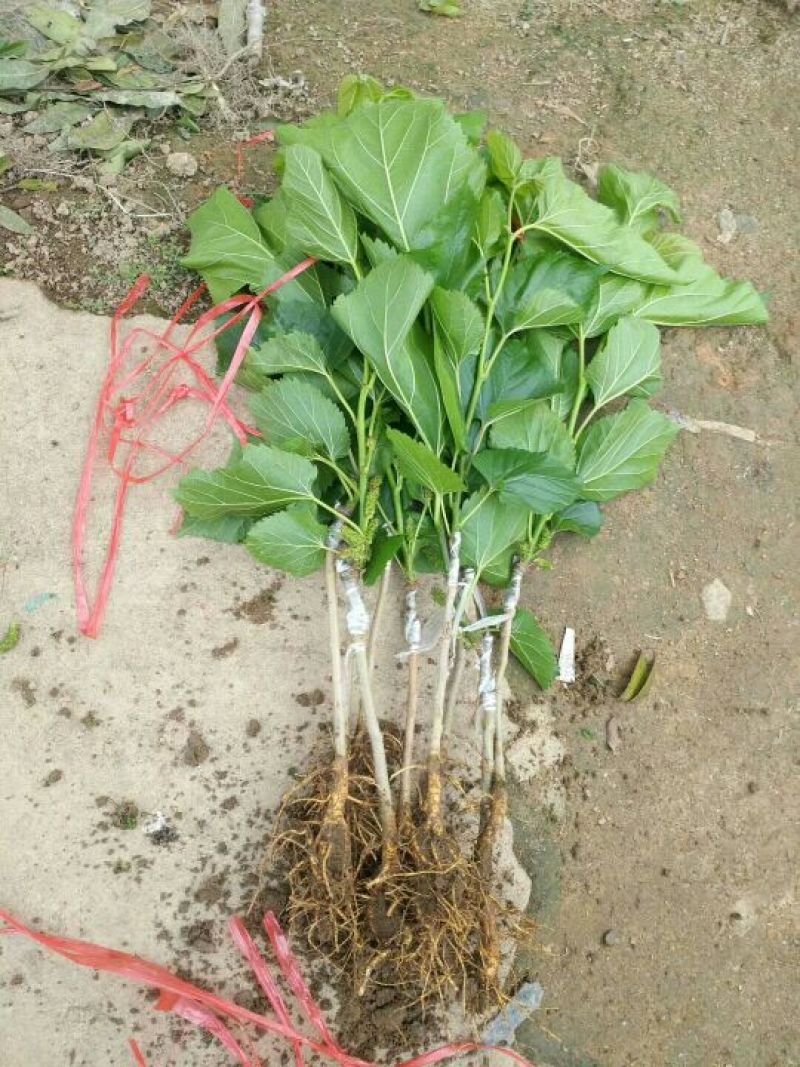 台湾四季果桑苗60~80cm