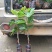 台湾四季果桑苗60~80cm