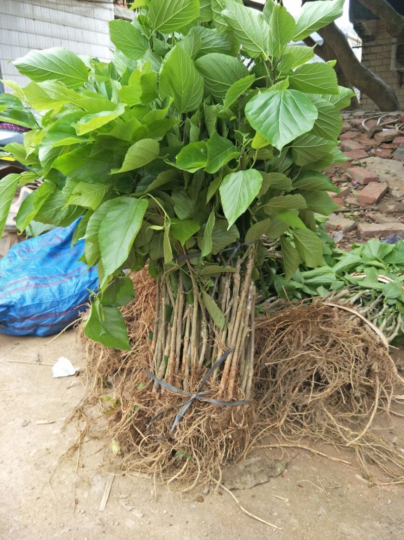 台湾四季果桑苗60~80cm