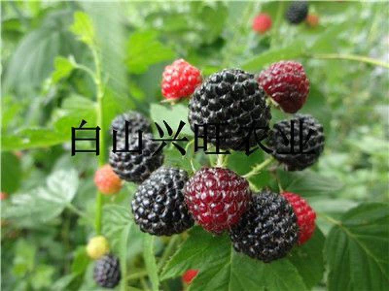 树莓黑树莓苗种植基地直供批发树莓苗