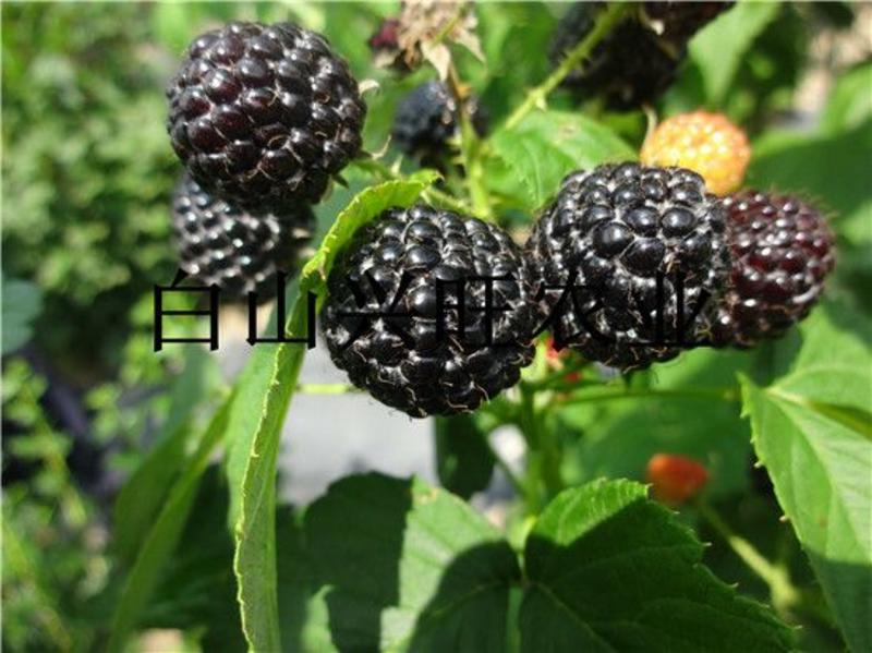 树莓黑树莓苗种植基地直供批发树莓苗