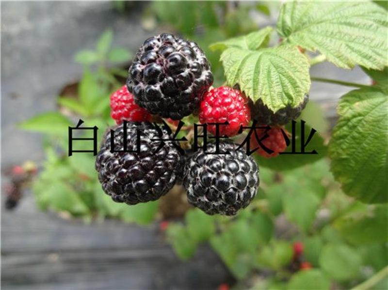 树莓黑树莓苗种植基地直供批发树莓苗