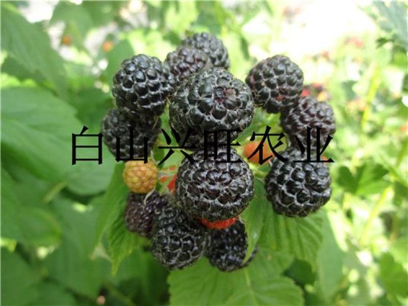树莓黑树莓苗种植基地直供批发树莓苗