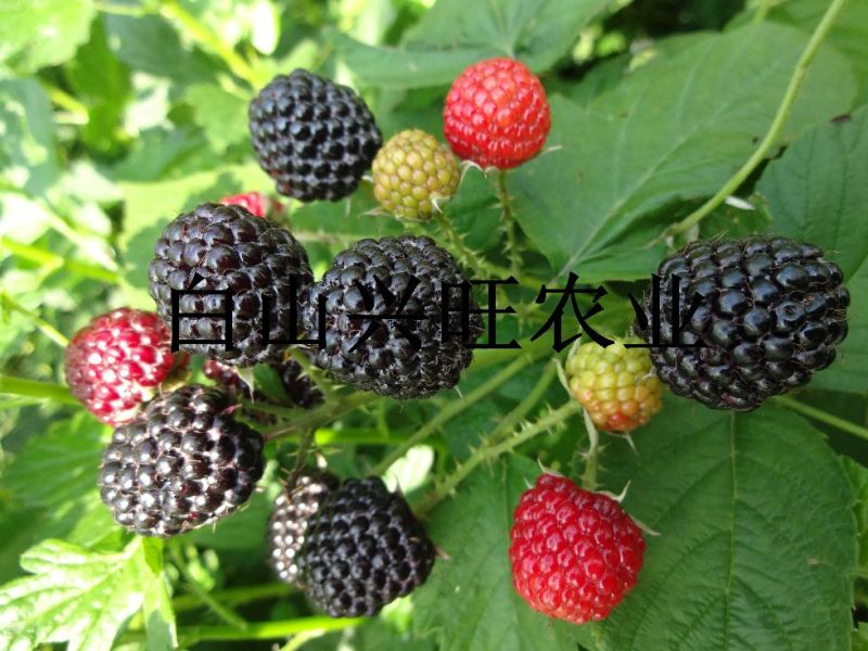 树莓黑树莓苗种植基地直供批发树莓苗