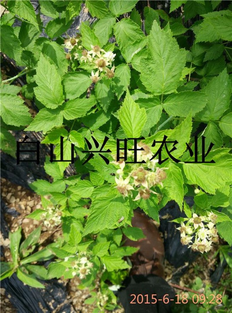 树莓黑树莓苗种植基地直供批发树莓苗