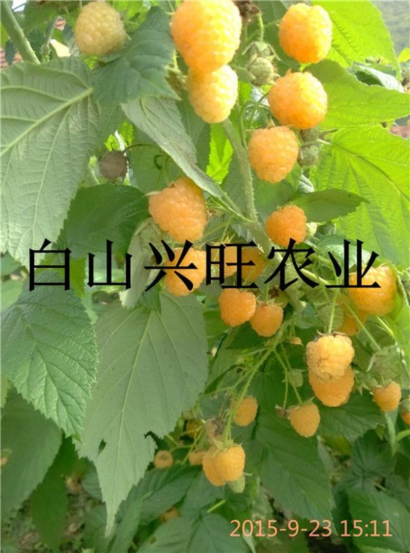 高20-60公分双季黄树莓苗东北树莓苗基地批发