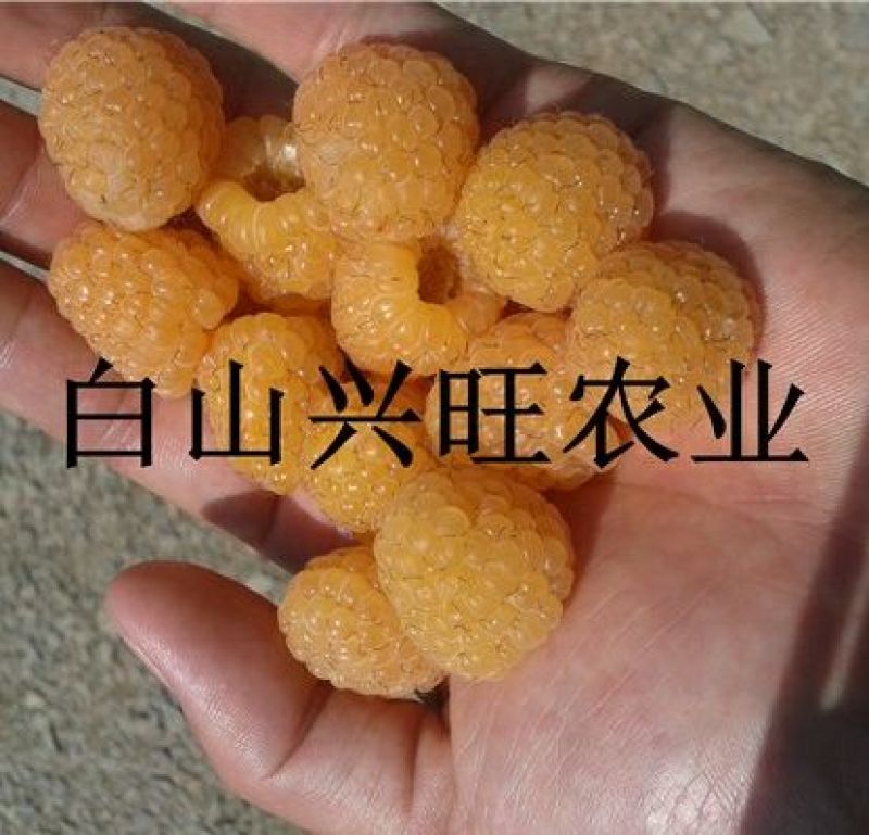 高20-60公分双季黄树莓苗东北树莓苗基地批发