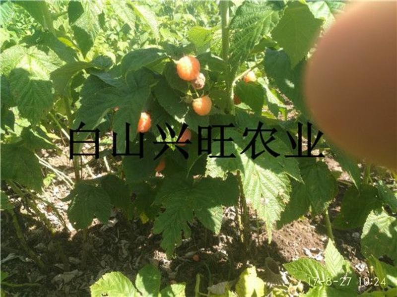 高20-60公分双季黄树莓苗东北树莓苗基地批发