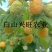 高20-60公分双季黄树莓苗东北树莓苗基地批发