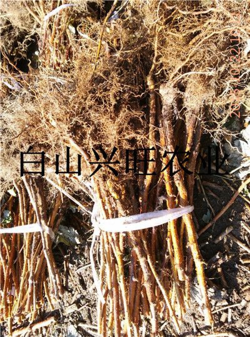 高20-60公分双季黄树莓苗东北树莓苗基地批发