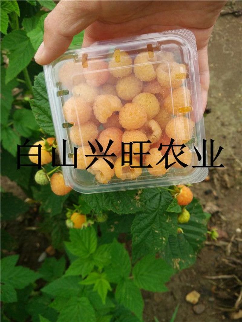 高20-60公分双季黄树莓苗东北树莓苗基地批发