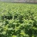高20-60公分双季黄树莓苗东北树莓苗基地批发