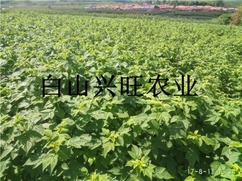 高20-60公分双季黄树莓苗东北树莓苗基地批发