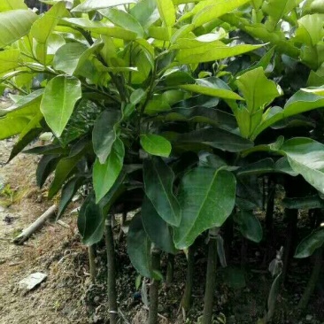 三红蜜柚苗0.8~1m1cm以上