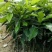 三红蜜柚苗0.8~1m1cm以上