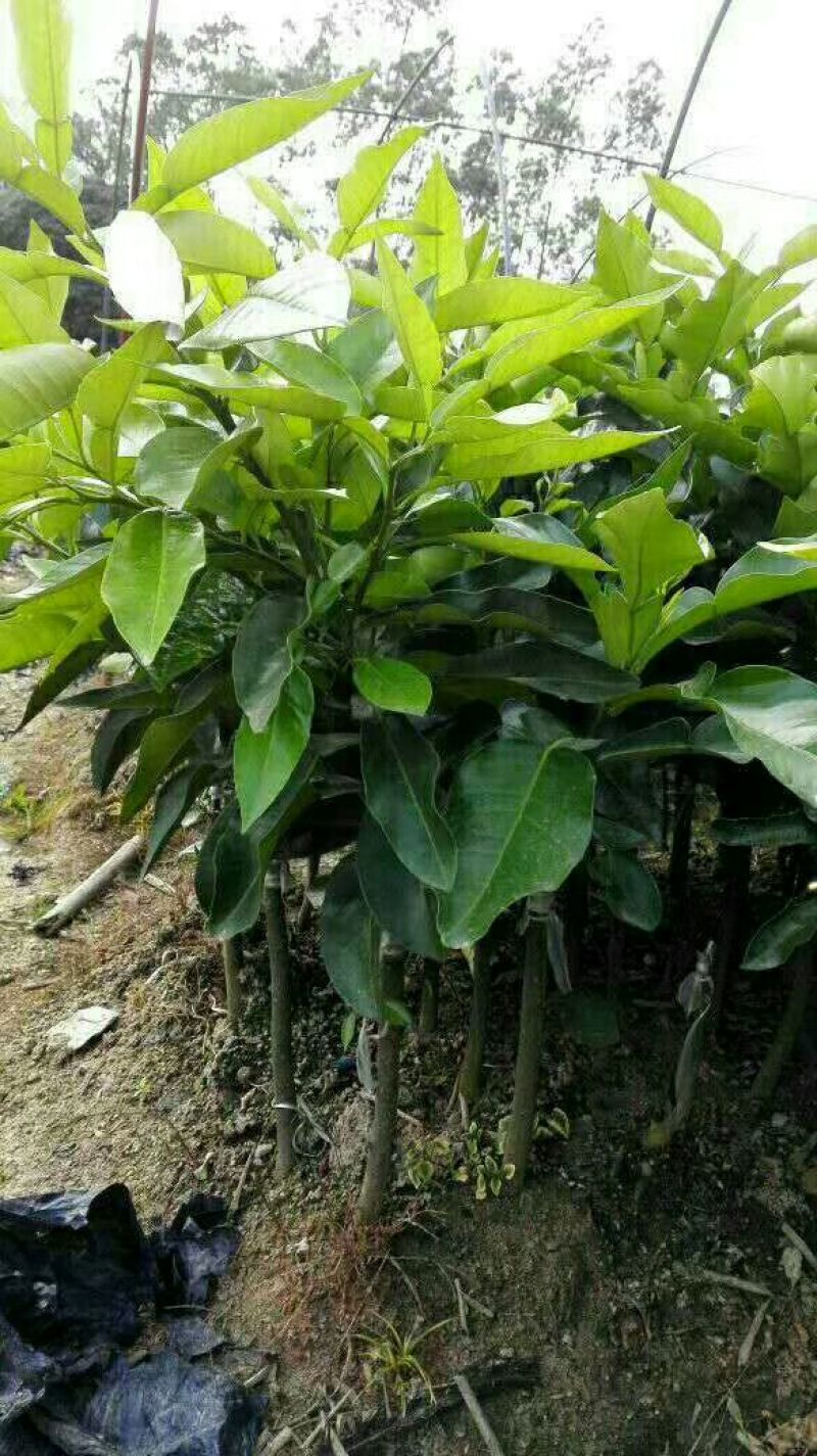 三红蜜柚苗0.8~1m1cm以上