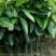 三红蜜柚苗0.8~1m1cm以上