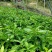 三红蜜柚苗0.8~1m1cm以上