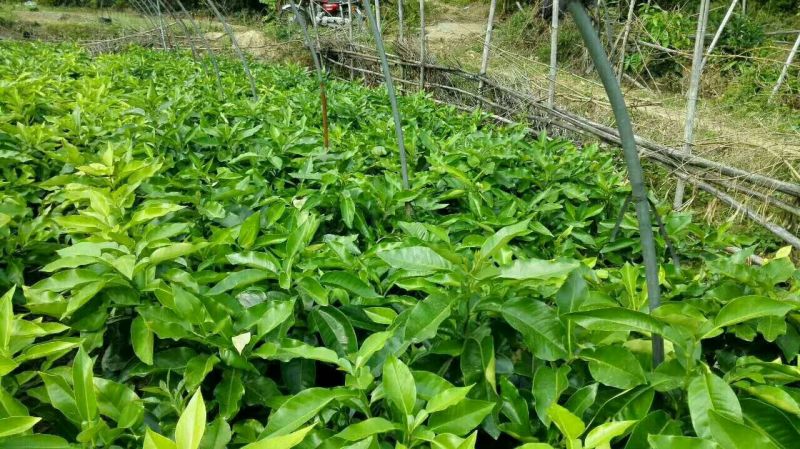 三红蜜柚苗0.8~1m1cm以上