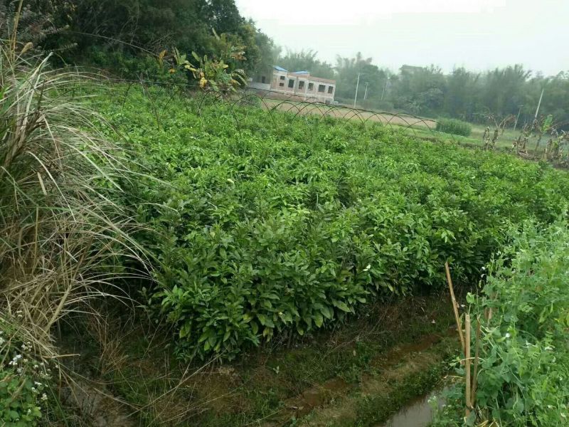 三红蜜柚苗0.8~1m1cm以上