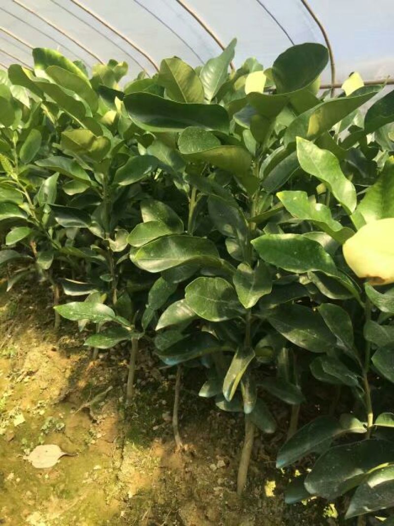 三红蜜柚苗0.8~1m1cm以上