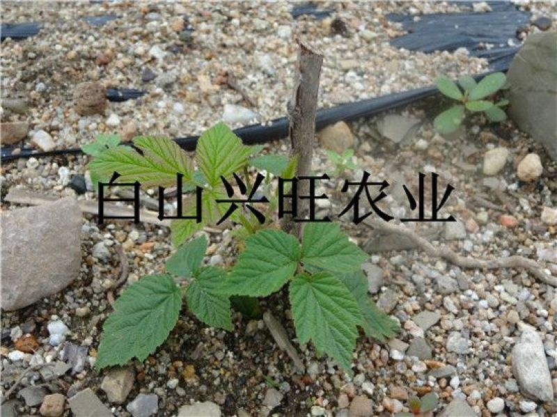 树莓树莓苗树莓种苗批发树莓苗大果双季红树莓苗
