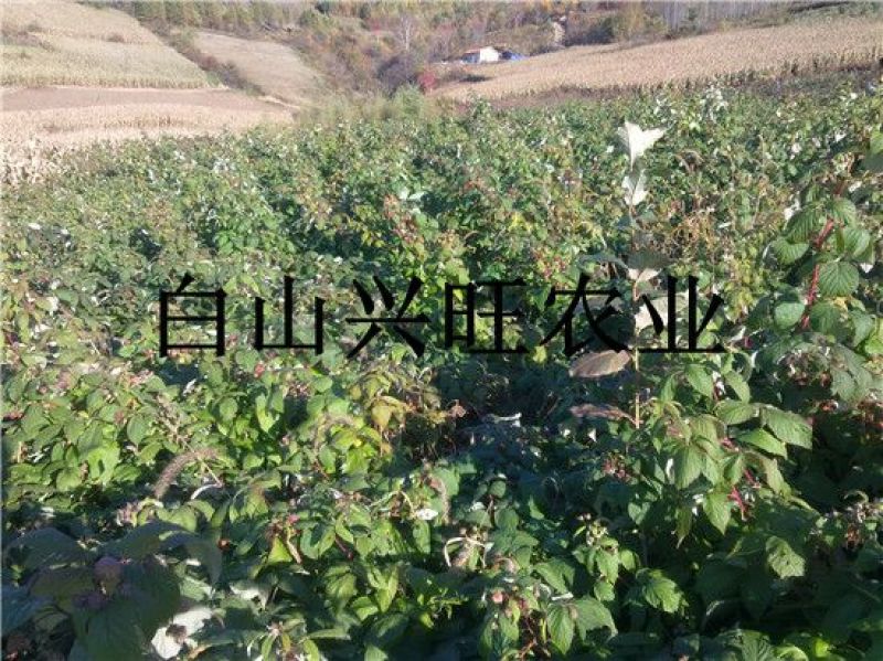 树莓树莓苗树莓种苗批发树莓苗大果双季红树莓苗