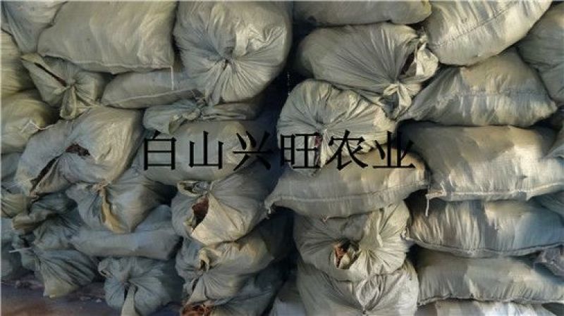 树莓树莓苗树莓种苗批发树莓苗大果双季红树莓苗