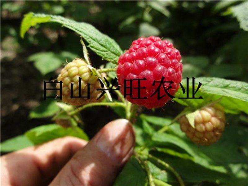 树莓树莓苗树莓种苗批发树莓苗大果双季红树莓苗