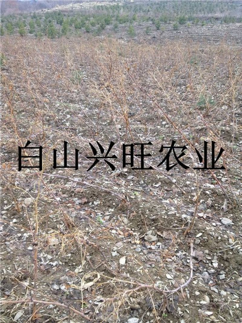 树莓树莓苗树莓种苗批发树莓苗大果双季红树莓苗