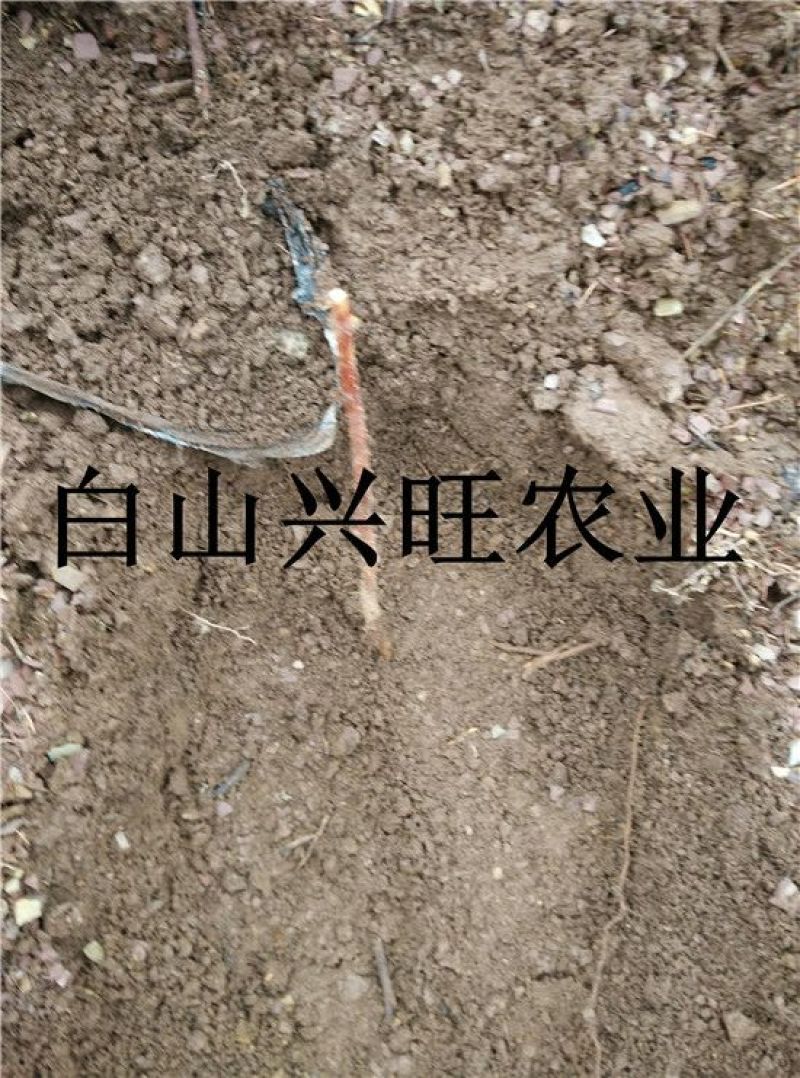 树莓树莓苗树莓种苗批发树莓苗大果双季红树莓苗