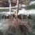 树莓树莓苗树莓种苗批发树莓苗大果双季红树莓苗