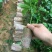 黄金百香果苗20~30cm