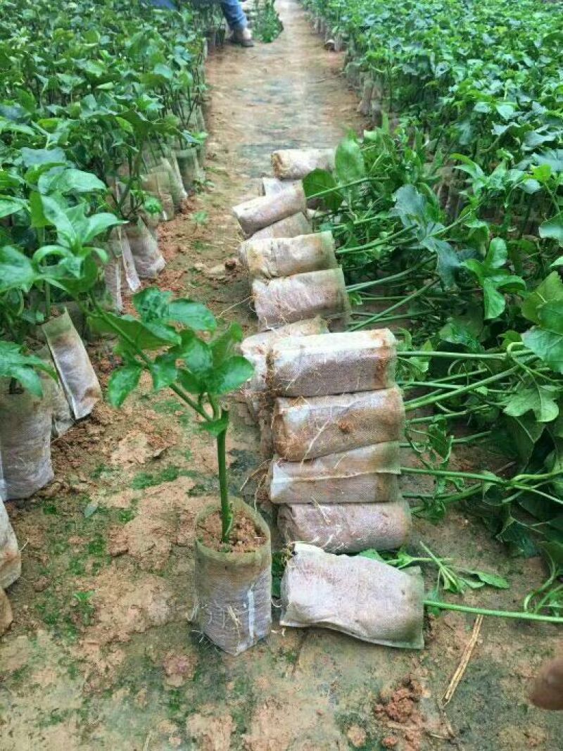 黄金百香果苗20~30cm